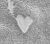 Funny1_moc2_msss_valentine2000gif (92718 octets)